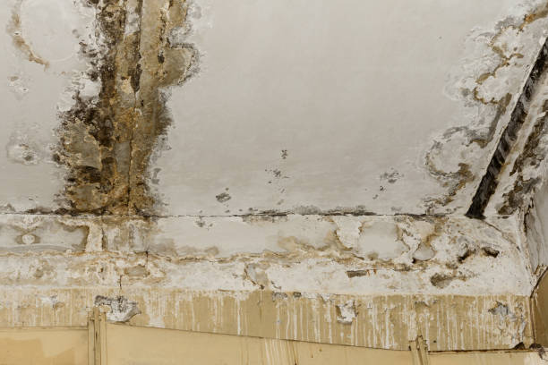 Best Mold Damage Restoration  in Mastic Beach, NY