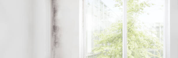 Mold Documentation for Insurance Claims in Mastic Beach, NY